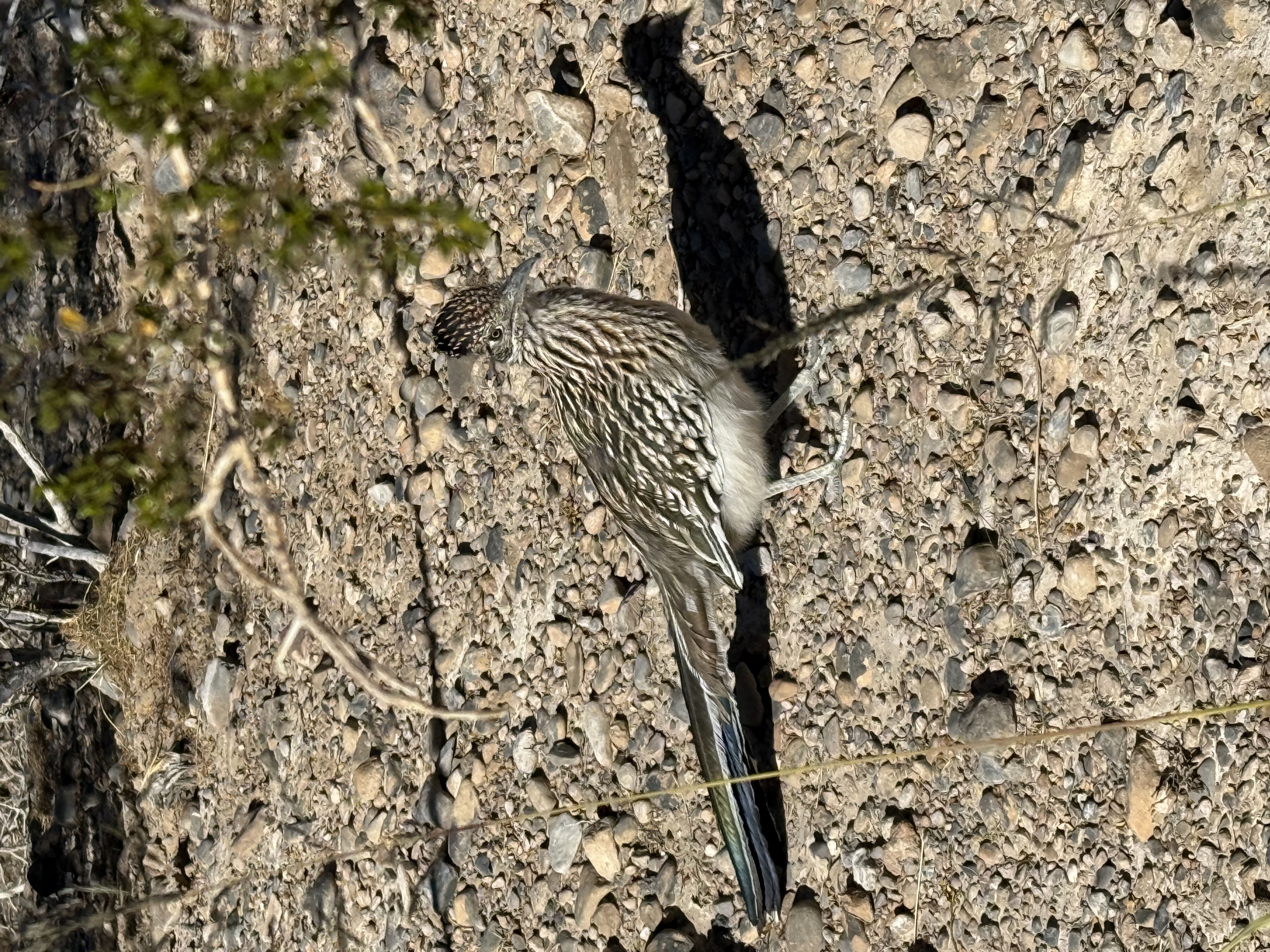 Wildlife