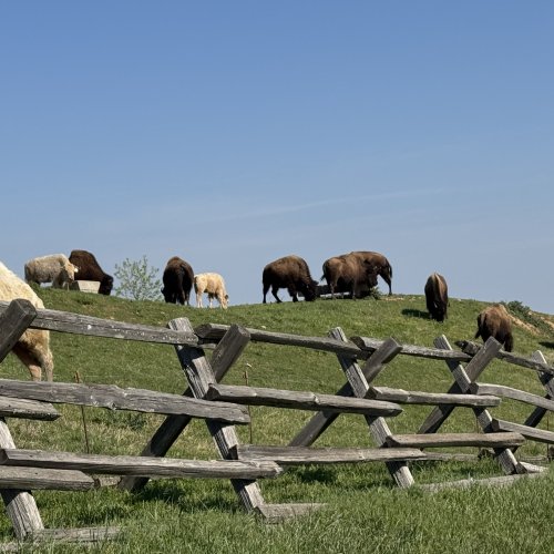 Buffalo Ridge Tee #1