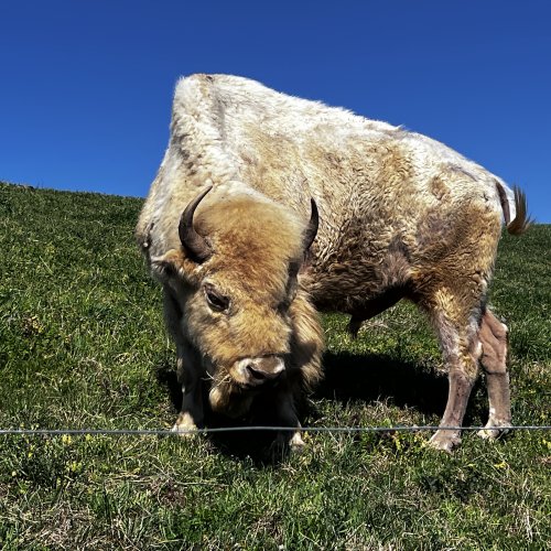 Buffalo